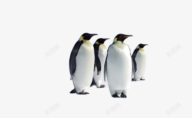 南极企鹅成群png免抠素材_新图网 https://ixintu.com 企鹅 南极 大小 成群