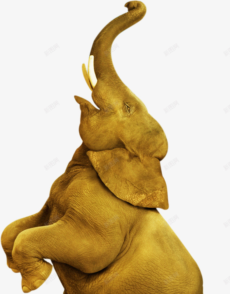 摄影黄色的大象创意海报png免抠素材_新图网 https://ixintu.com 创意 大象 摄影 海报 黄色