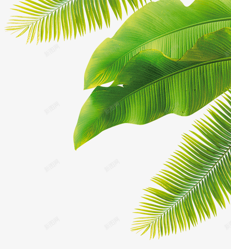热带的芭蕉叶png免抠素材_新图网 https://ixintu.com 叶子 热带 热带森林 芭蕉叶