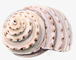 螺旋海螺水墨纹路海螺贝壳高清图片