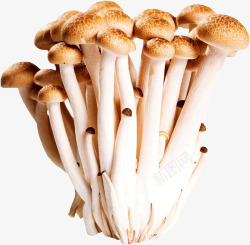 对蟹菌类蟹味菇蘑菇高清图片