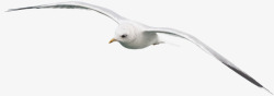 翱翔的海鸥会飞的小小鸟高清图片
