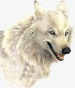 黄眼睛一匹白狼高清图片