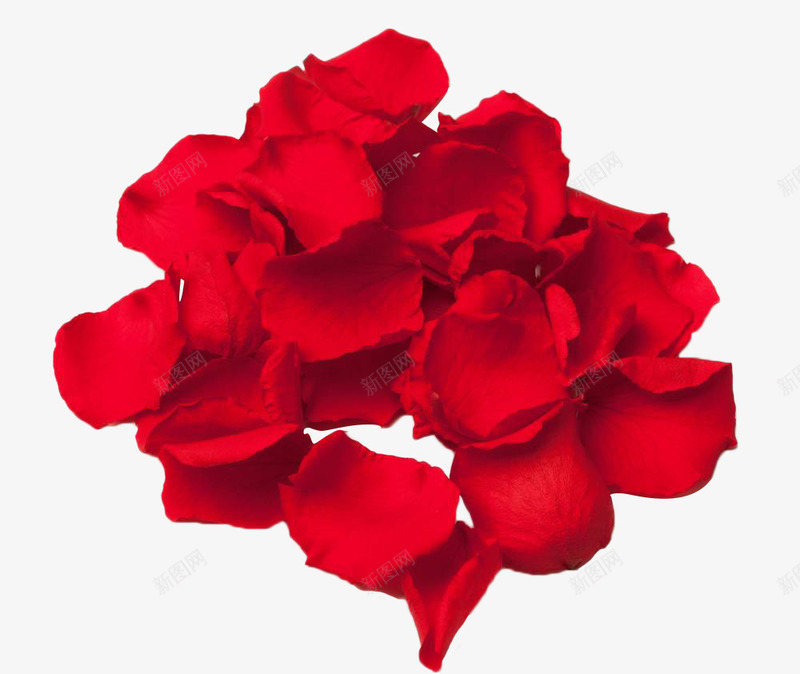 一堆红色玫瑰花瓣png免抠素材_新图网 https://ixintu.com 唯美 地上的花瓣 植物 玫瑰花瓣 红色 花卉 花瓣 落地的花瓣 落花