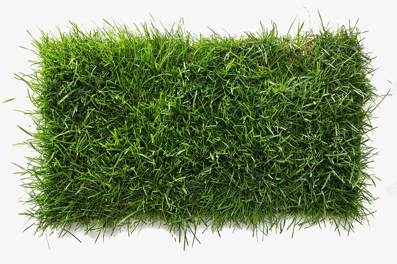 绿色草皮png免抠素材_新图网 https://ixintu.com 一块 实物 春天 植物 绿油油 绿色草皮 草 草地上的地毯 草皮
