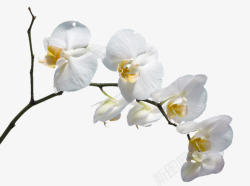 美丽的花瓣一枝白花高清图片