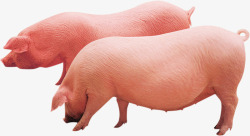 棕红色农家猪开春农村畜牧业棕红色土猪宣传高清图片