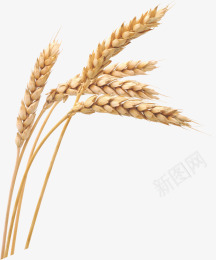 麦子png免抠素材_新图网 https://ixintu.com 丰收 大麦 小麦 麦子 黄色
