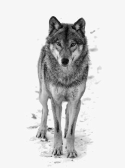 狼性标语狼高清图片