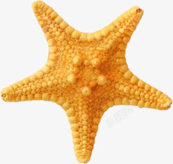 海洋水底海星高清图片