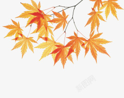 秋天初秋枫叶树枝高清图片