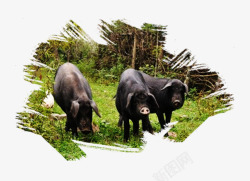 野猪PNG矢量图动物高清图片