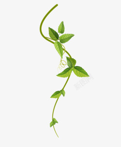 藤蔓素材藤蔓和绿叶实物图高清图片