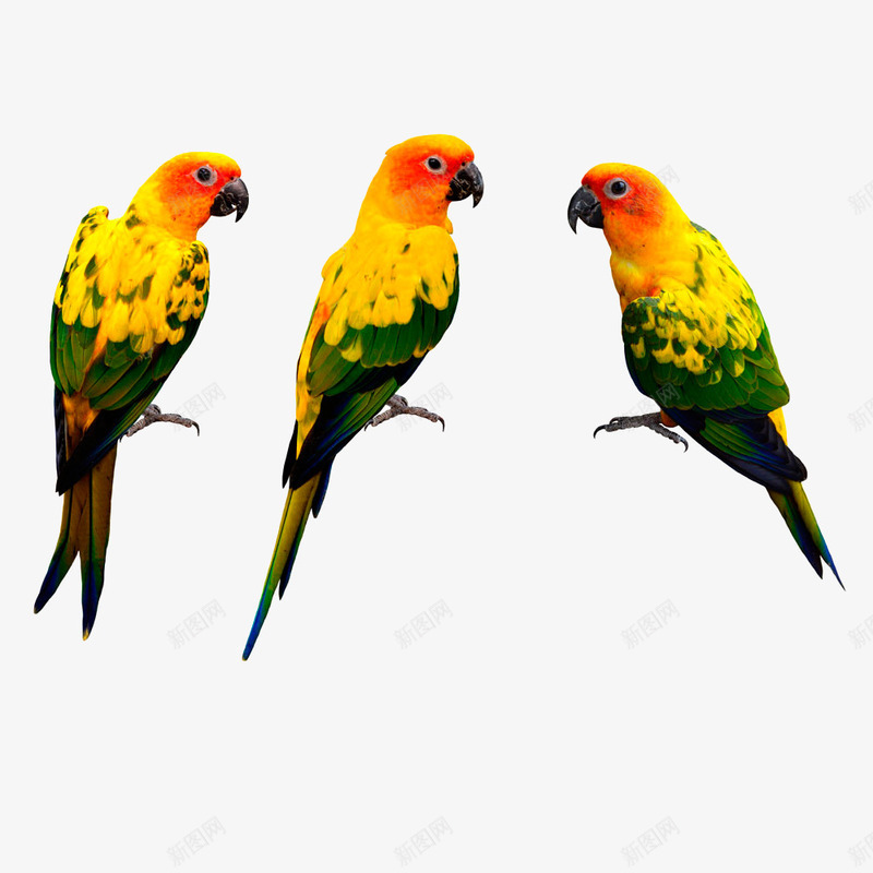 黄绿色鹦鹉png免抠素材_新图网 https://ixintu.com 彩色 摄影图片 鸟类图片 鹦鹉 鹦鹉素材