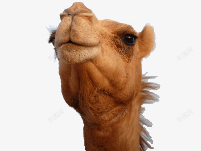 沙漠之舟骆驼png免抠素材_新图网 https://ixintu.com 动物 动物世界 动物园 沙漠 沙漠之舟 生物 野生动物 骆驼 骆驼科生物