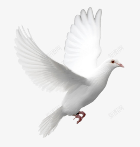 白色鸽子psd免抠素材_新图网 https://ixintu.com 展翅飞翔 白色的鸟 飞行 鸽子