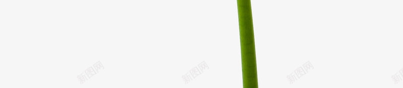 带水滴的海芋叶png免抠素材_新图网 https://ixintu.com 叶子水滴 带水珠的树叶 植物学 水珠 海芋花 清新 自然植物 雨滴