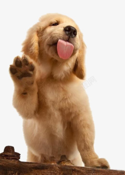 宠物的爪子棕色宠物狗高清图片