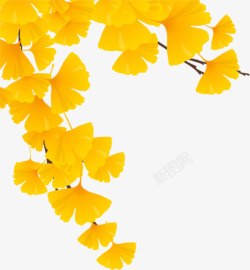 秋天水彩背景秋分银杏叶高清图片