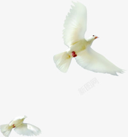 白色鸽子和平国庆素材