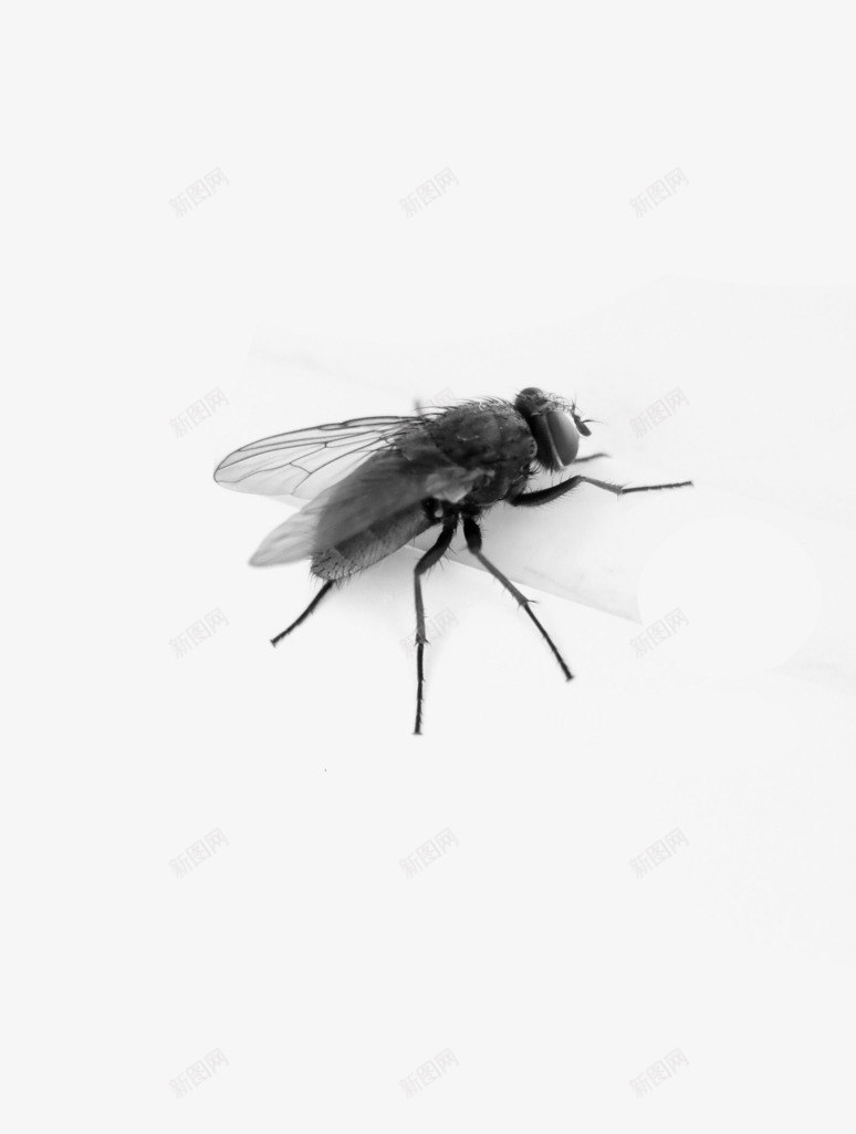 一只活苍蝇png免抠素材_新图网 https://ixintu.com 一只 死苍蝇 活动的 苍蝇