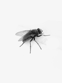 死苍蝇一只活苍蝇高清图片