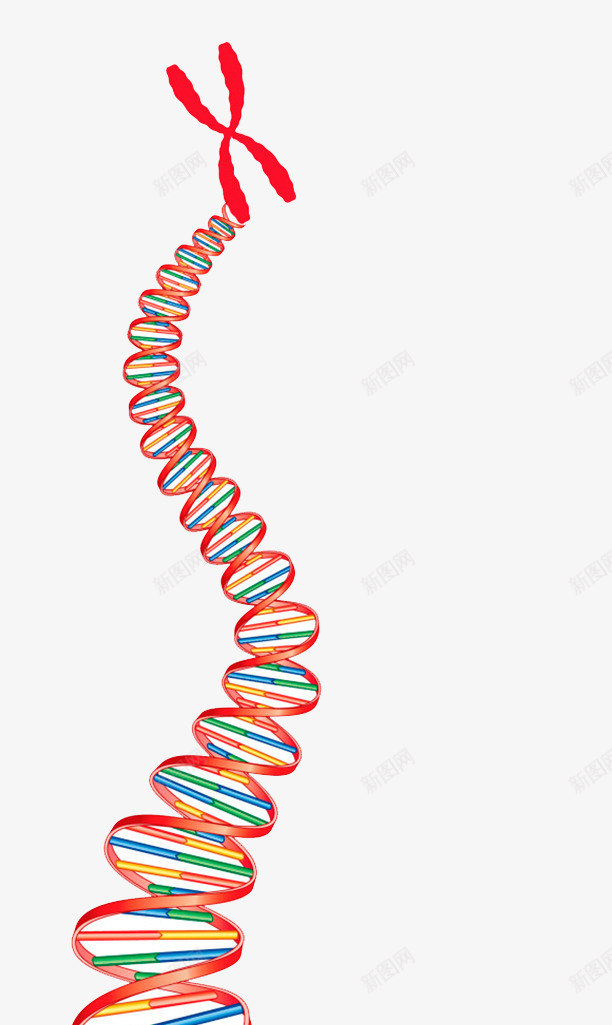 X染色体基因物质psd免抠素材_新图网 https://ixintu.com 基因物质 染色体 生物学 遗传