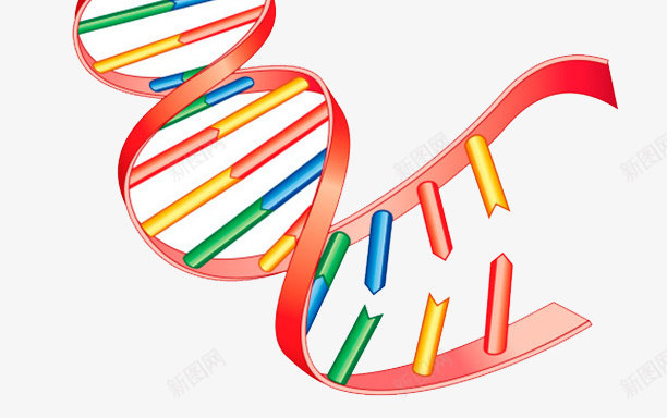 X染色体基因物质psd免抠素材_新图网 https://ixintu.com 基因物质 染色体 生物学 遗传