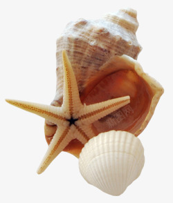 Shell海鲜高清图片