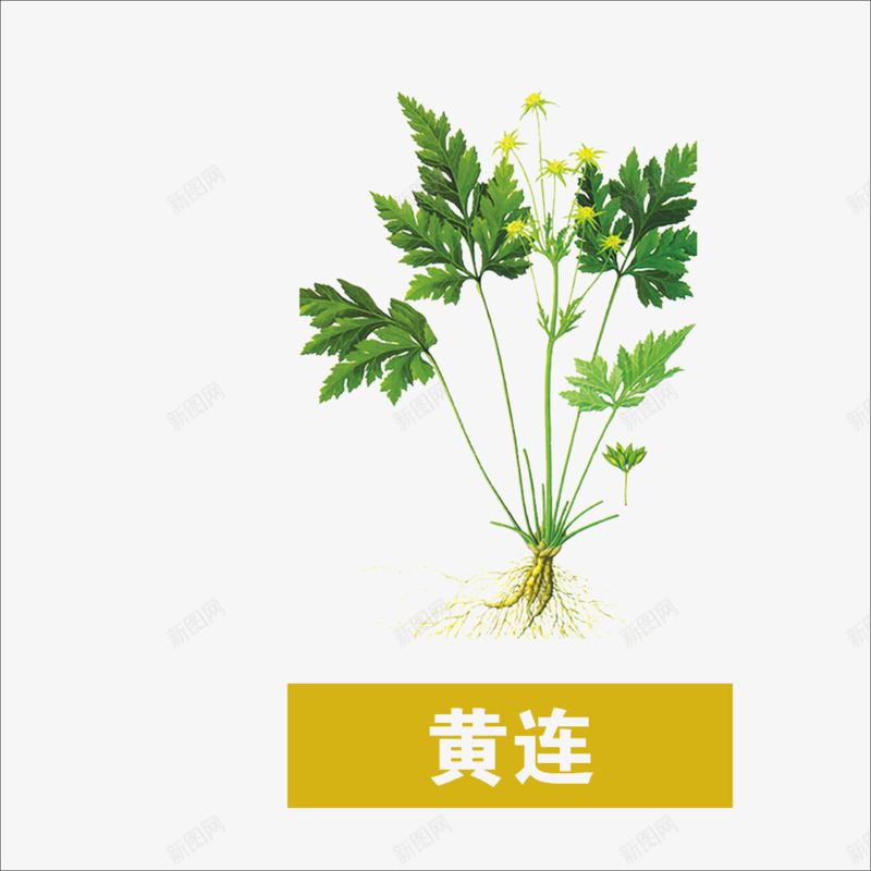 草药png免抠素材_新图网 https://ixintu.com 本草纲目 药材 黄连