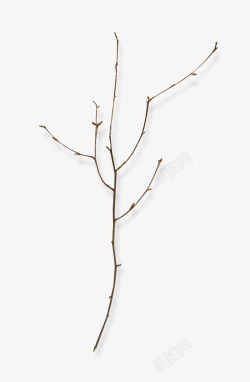 枝叶形象点缀素材发芽的细枝装饰高清图片