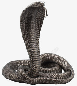 黑色毒蛇眼镜蛇元素高清图片