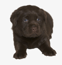 褐色家犬幼小拉布拉多犬高清图片