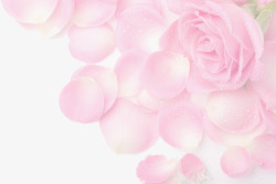 淡粉色玫瑰海报背景七夕情人节素材