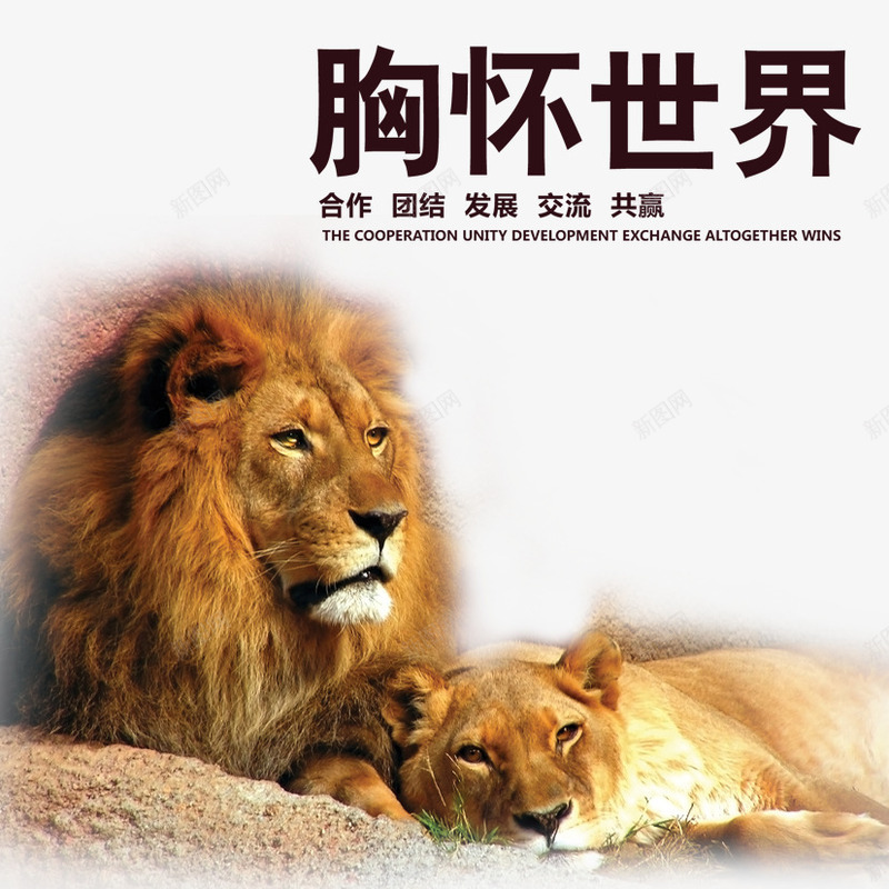 胸怀世界png免抠素材_新图网 https://ixintu.com 一对狮子 狮子 胸怀 雄狮