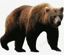 灰熊免扣大型动物灰熊高清图片