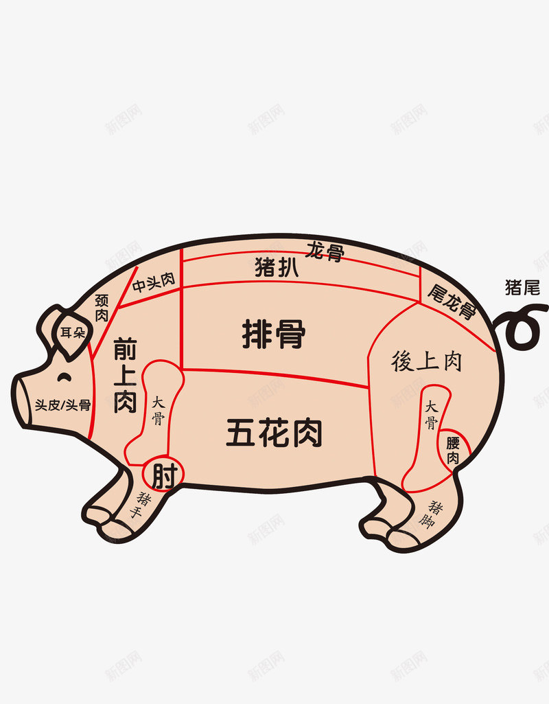 猪的分布图psd免抠素材_新图网 https://ixintu.com 小猪 母猪 猪 猪肉