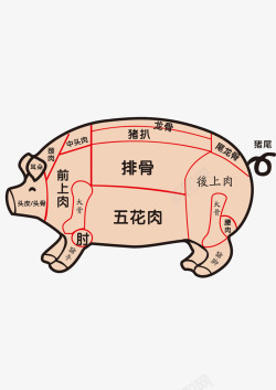 猪的分布图素材