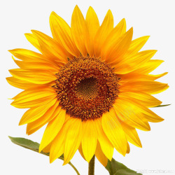 黄色太阳花金葵花向日葵黄色花朵鲜花向阳花高清图片
