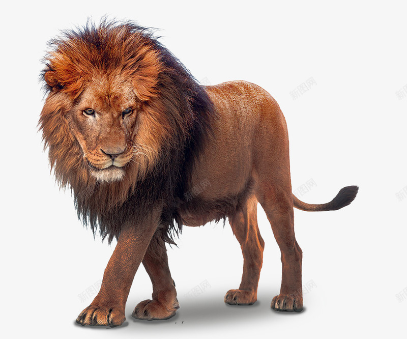 棕色雄狮子png免抠素材_新图网 https://ixintu.com 狮子 棕色 3D 猫科 野兽 野生动物 骄傲 动物 摄影图