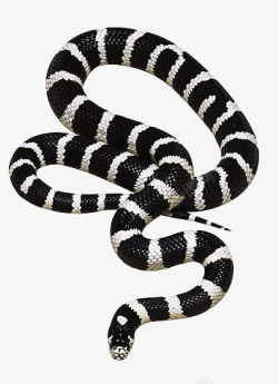 毒蛇蛇凶猛的水蛇高清图片