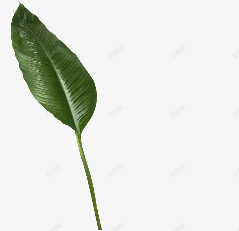 热带植物叶子1png免抠素材_新图网 https://ixintu.com 叶子 树叶 植物 绿叶