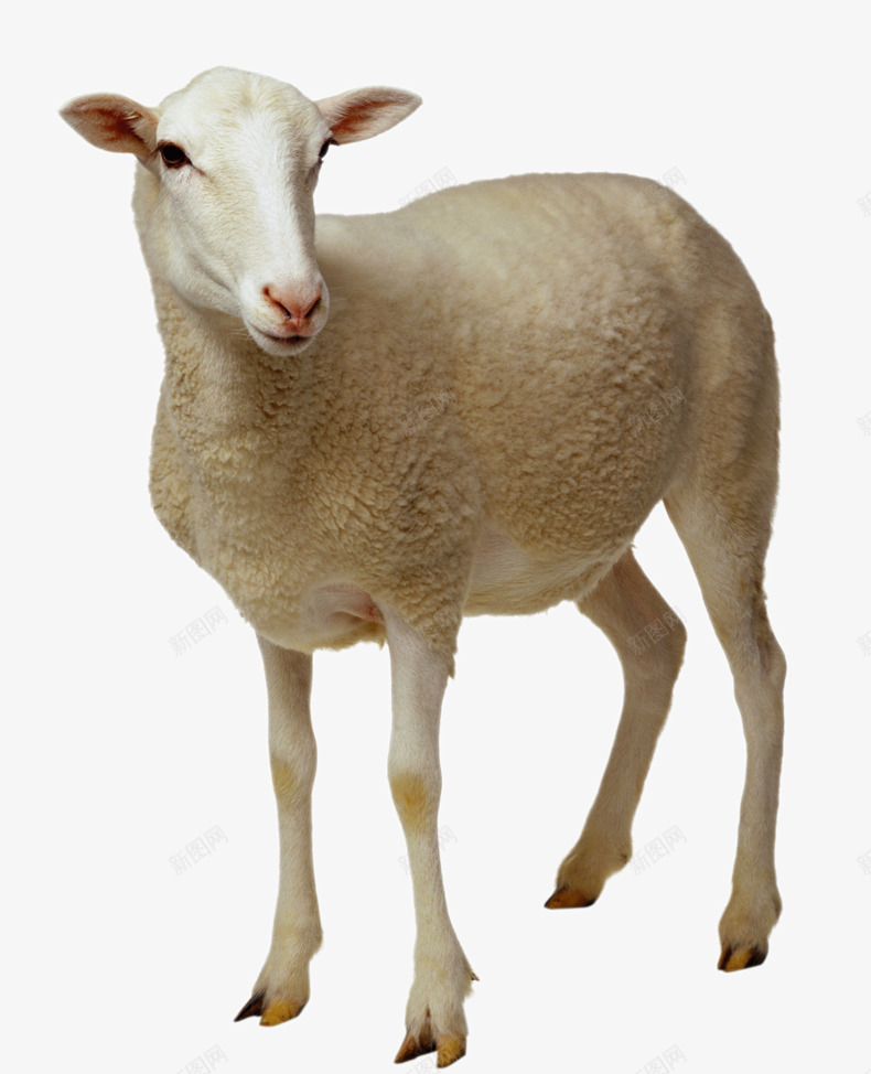 小羊图案png免抠素材_新图网 https://ixintu.com 动物 山羊 绵羊 羊 羊毛
