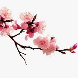 春天花骨朵实拍桃花高清图片