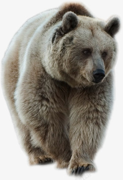 矢量动物狗熊动物黑瞎子黑熊高清图片