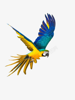 黄色的鹦鹉展翅飞翔的彩色鹦鹉高清图片