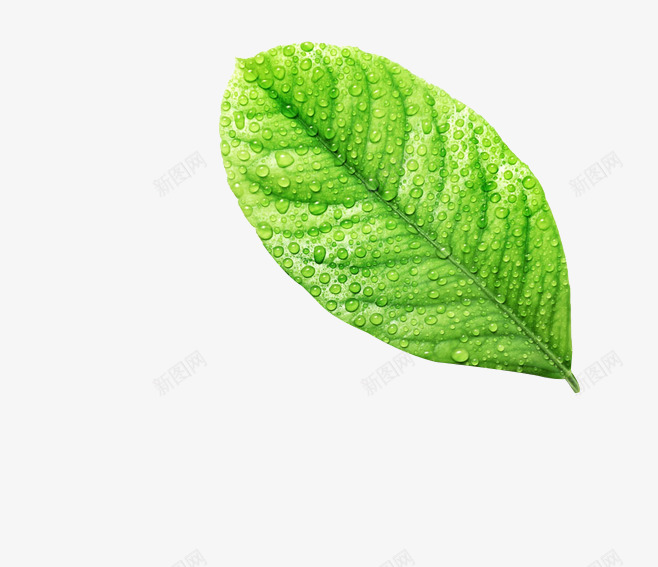 绿色树叶清澈水珠png免抠素材_新图网 https://ixintu.com 树叶 水珠 清澈 绿色