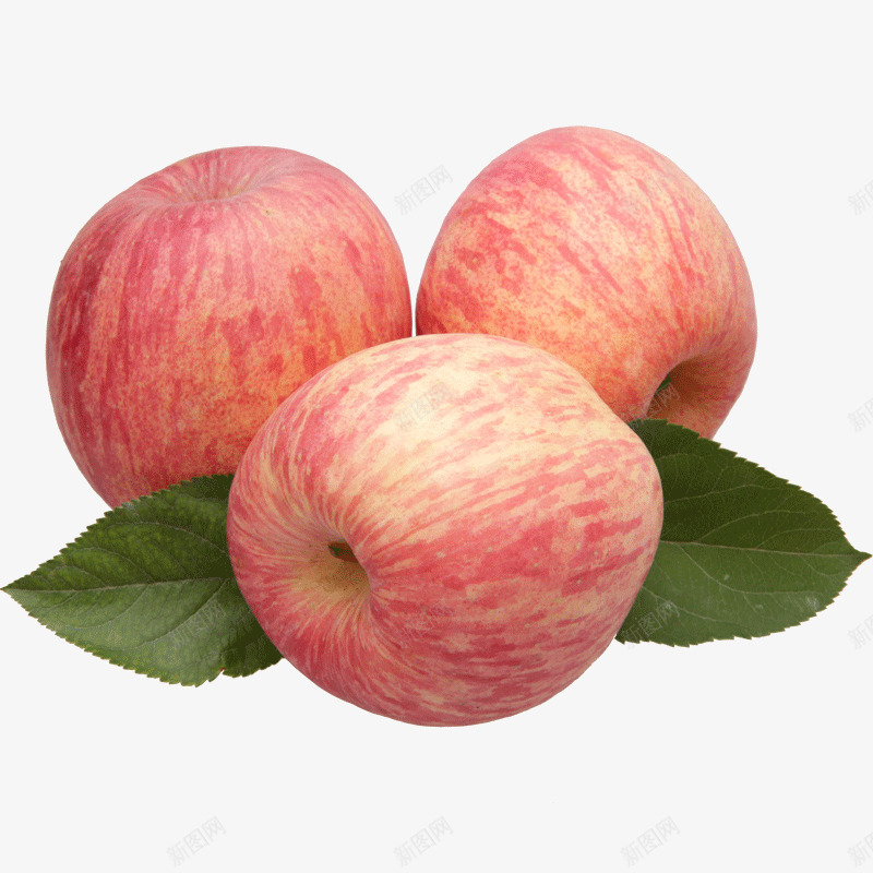 新鲜红富士png免抠素材_新图网 https://ixintu.com 三个苹果 大苹果 栖霞苹果 水果 红富士 红苹果 苹果 苹果包装 苹果销售