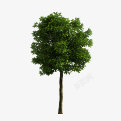 天然植物真藤天然小树高清图片