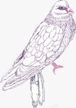 紫色线条手绘鸽子素材